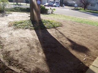 After tree roots are removed